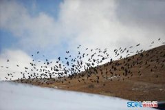 正在保留焦点视听劣势的正在空间设想、办事细